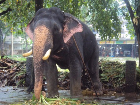 Images Of Elephants In Kerala
