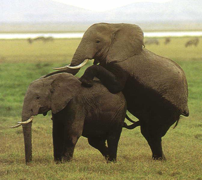 Images Of Elephants Mating