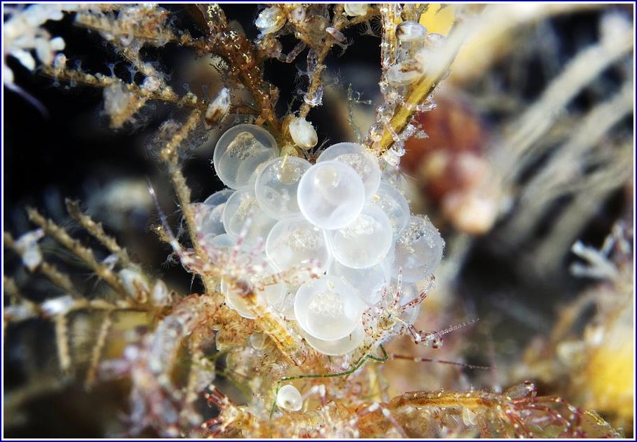 Images Of Fish Eggs