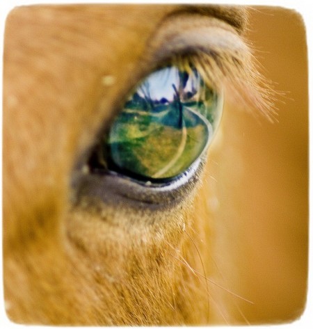 Images Of Horses Eyes