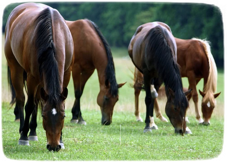 Images Of Horses Grazing
