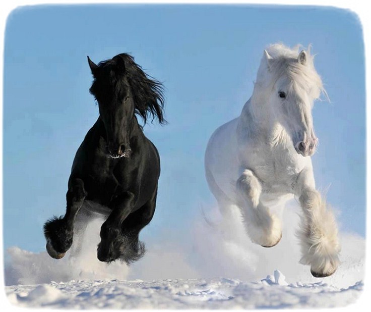 Images Of Horses Running