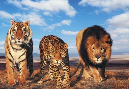 Images Of Tigers And Lions