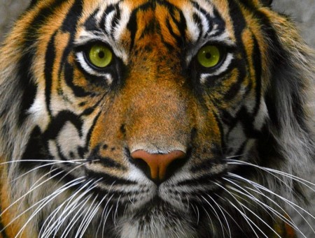 Images Of Tigers Eyes