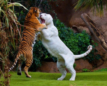 Images Of Tigers Fighting
