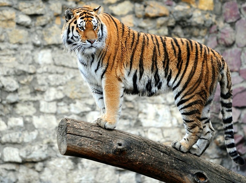 Images Of Tigers In The Wild