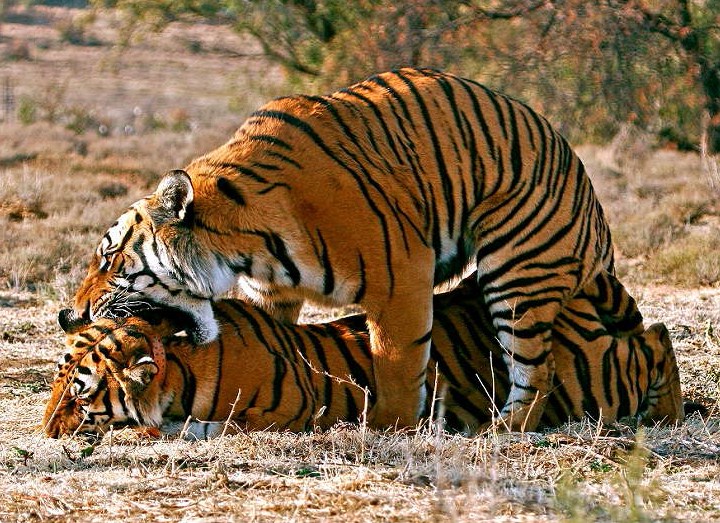 Images Of Tigers Mating