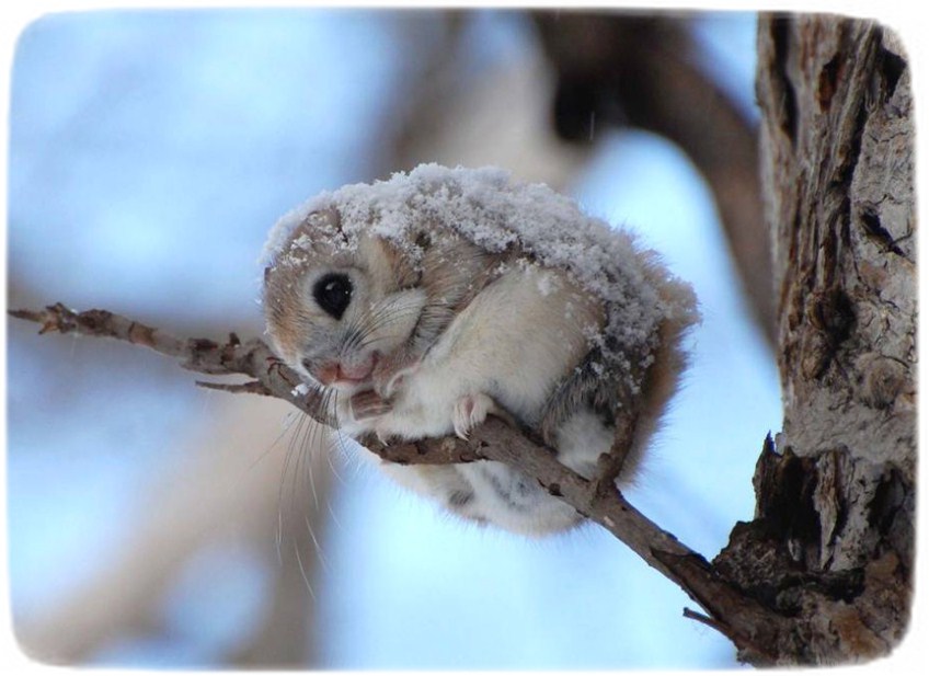 Japanese Dwarf Flying Squirrel Pet
