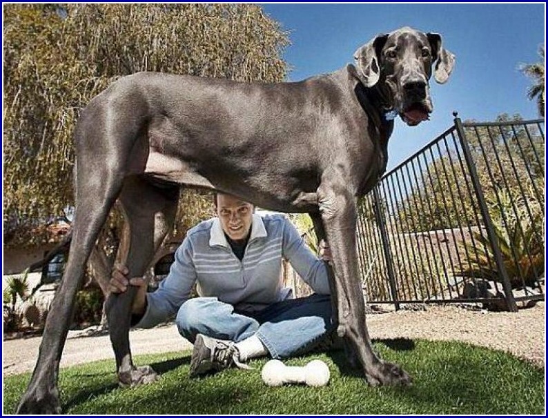 Largest Dogs In The World Breed.