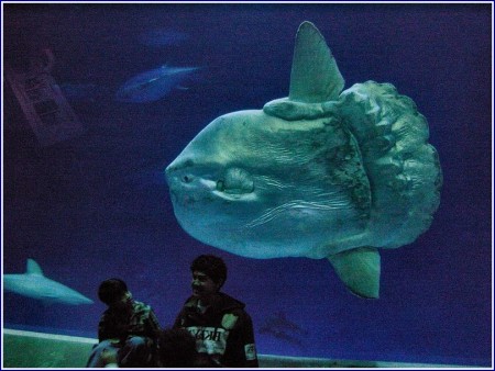 Largest Mola Mola Fish