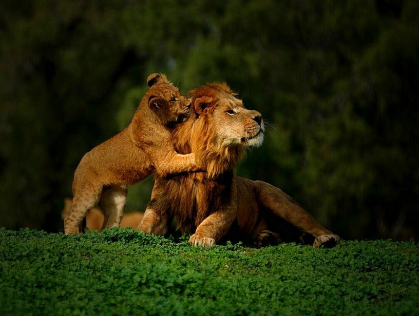 Lion And Cub Wallpaper