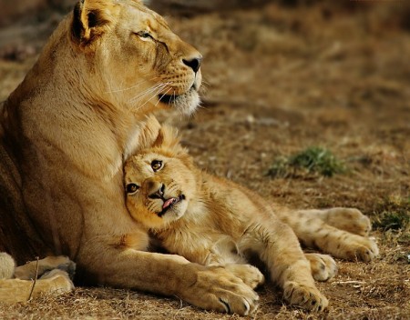 Lion And Cubs Pictures