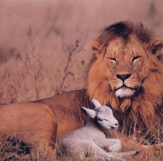 Lion And Lamb Images