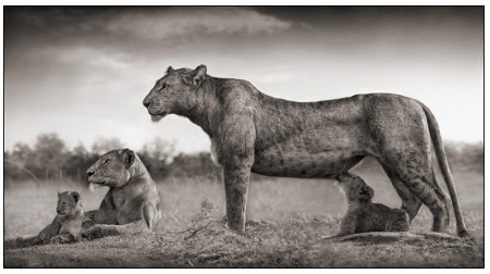 Lion And Lioness Black And White