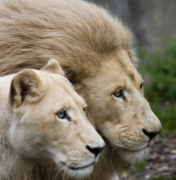 Lion And Lioness Love Black And White