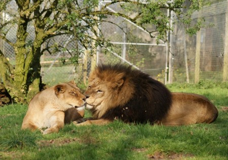 Lion And Lioness Love Tumblr