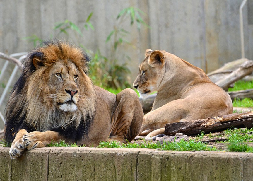 Lion And Lioness Pictures