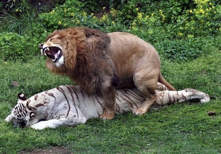 Lion And Tiger Mating