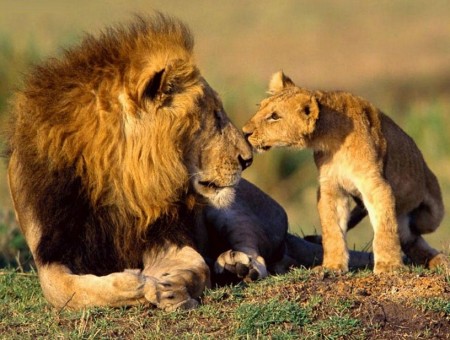 Lion And Tiger Together