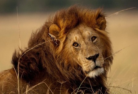 Lion Vs Bear Images