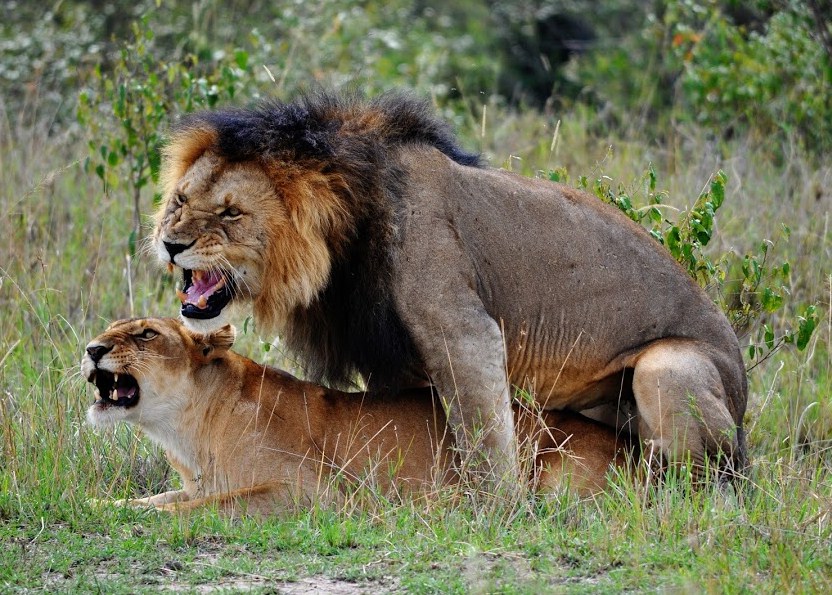 Lions And Tigers Mating