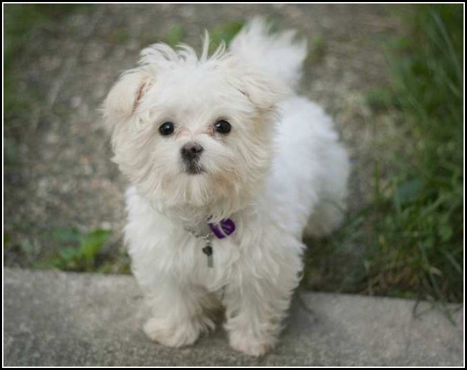 List Of Small Dog Breeds With Pictures