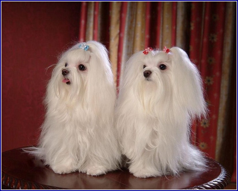 Maltese Dog Breed Facts