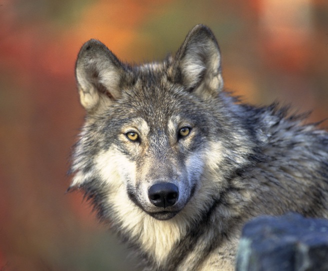 Mexican Gray Wolf Population
