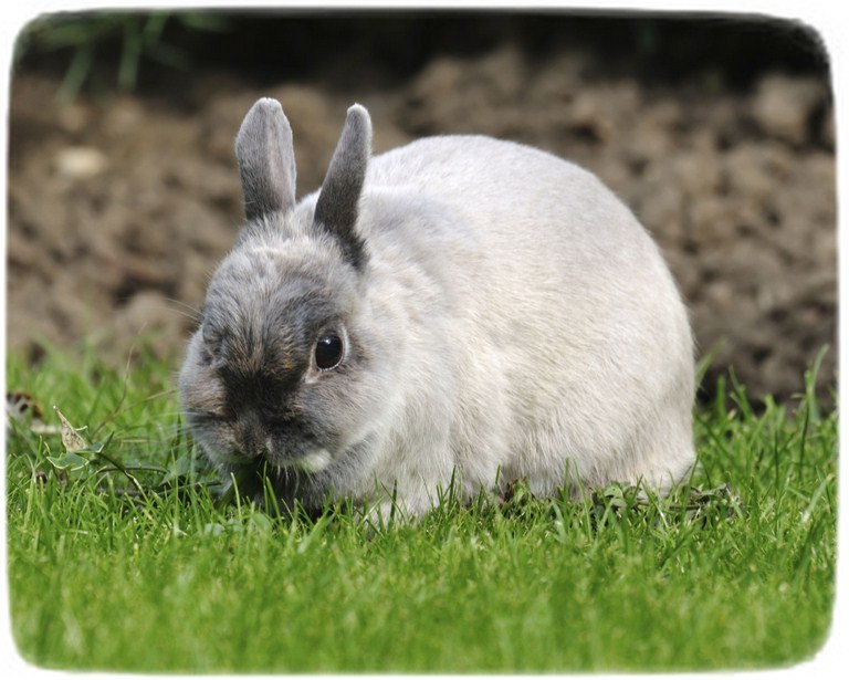 Miniature Rabbits As Pets