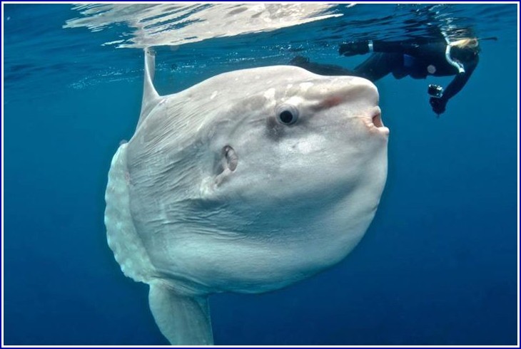 Mola Mola Fish Pictures