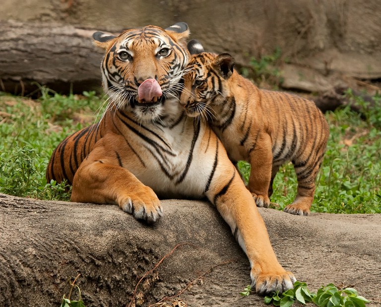 Mother And Baby Tiger Pictures