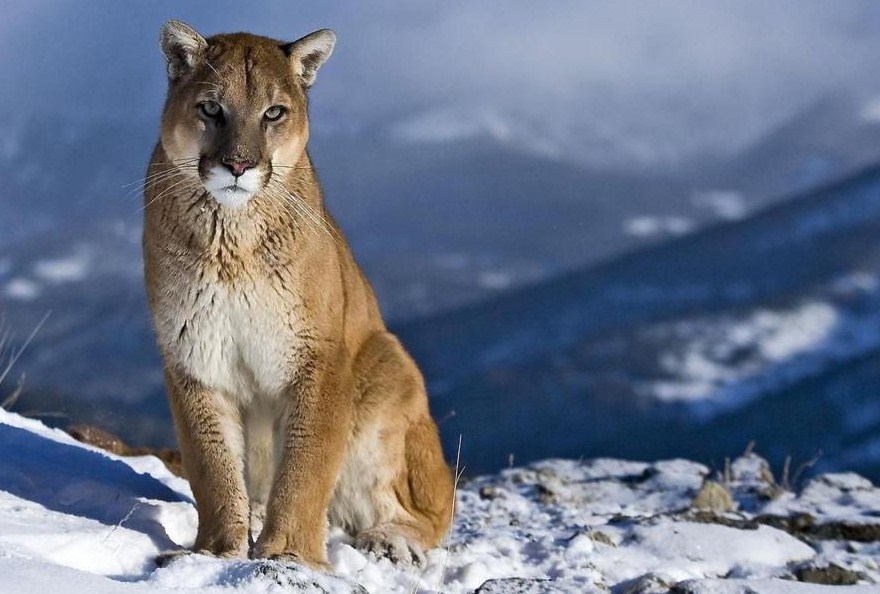 Mountain Lion Animal Pictures