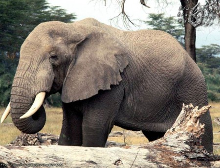 North African Forest Elephant