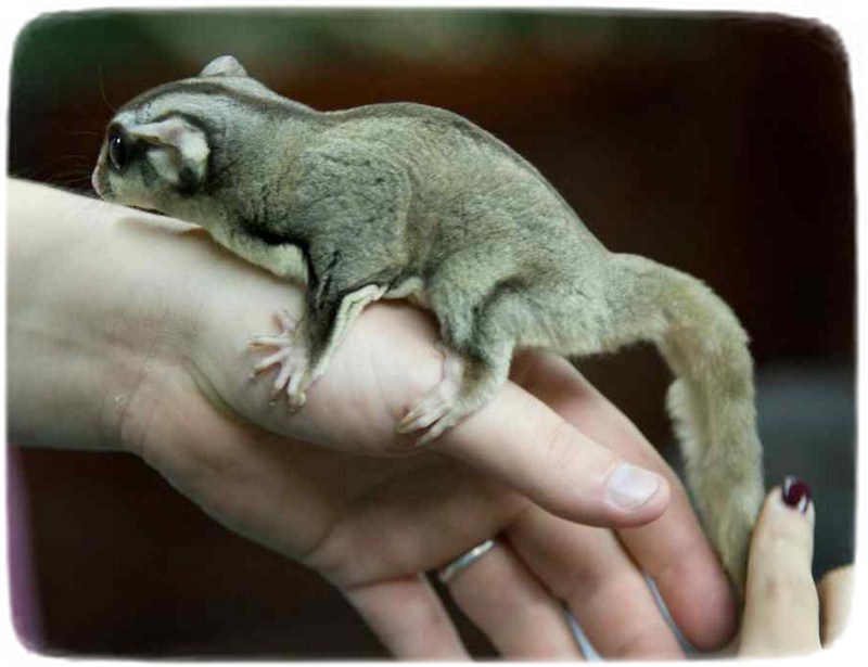 Northern Flying Squirrel Pet