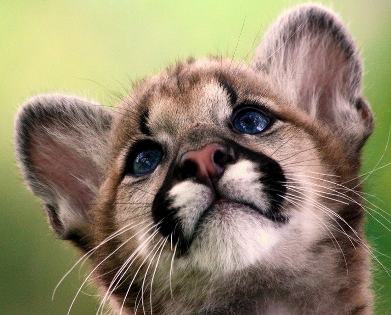 Pics Of Baby Mountain Lions