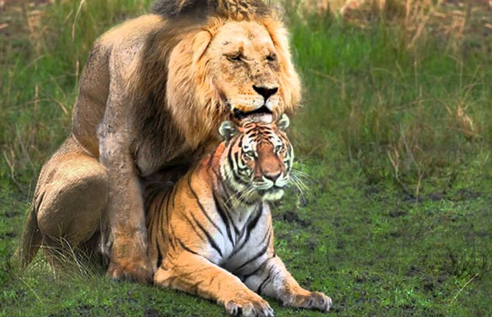 Pics Of Lions And Tigers Mating