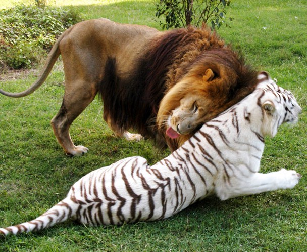 Pics Of Lions And Tigers