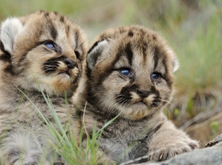 Pics Of Lions Cubs