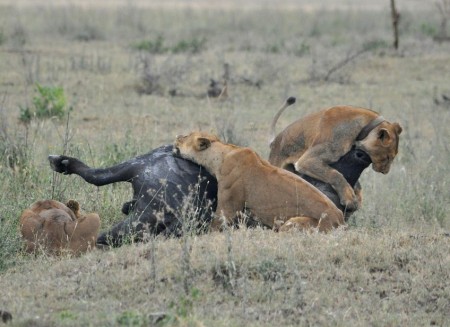 Pics Of Lions Hunting