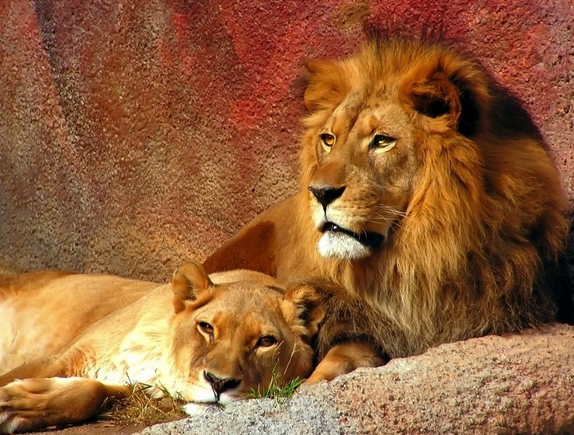 Pics Of Tigers And Lions