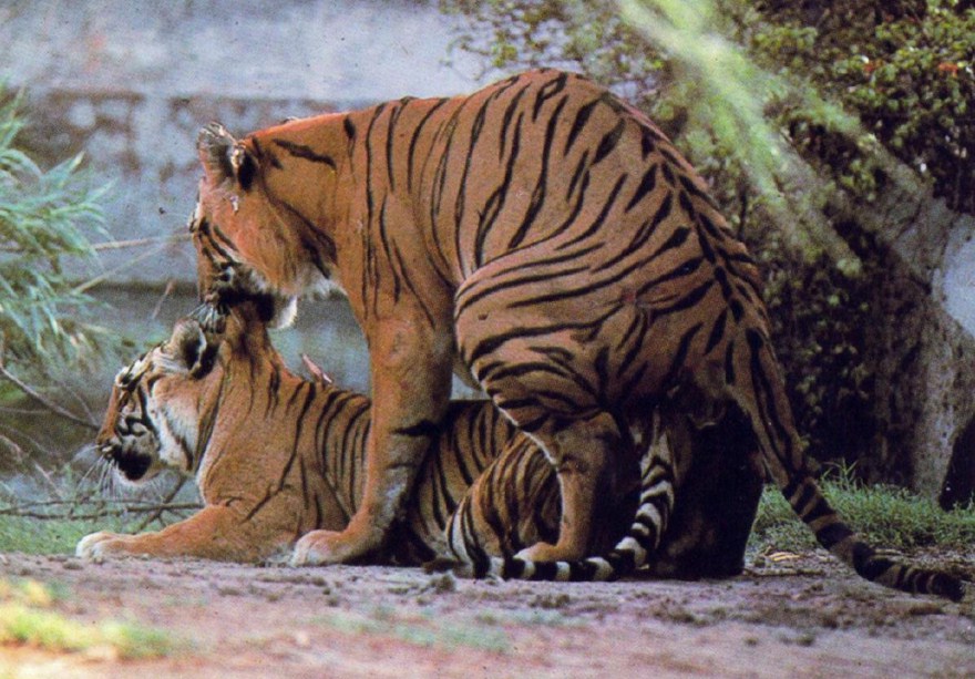 Pics Of Tigers Mating