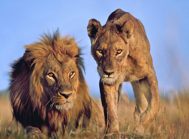 Picture Of A Lion And Lioness Together