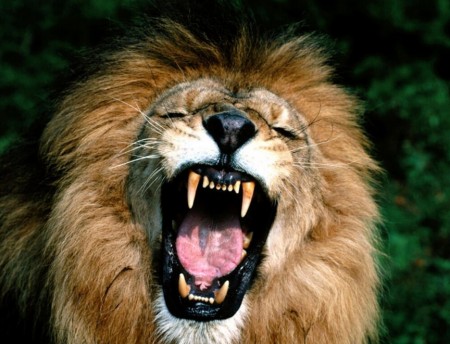 Picture Of A Lion Face