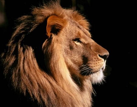 Picture Of A Lion Head