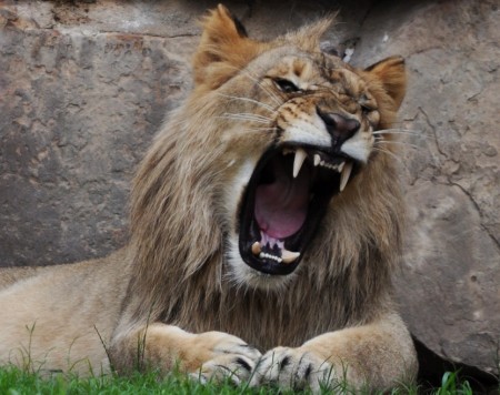 Picture Of A Lion Roaring