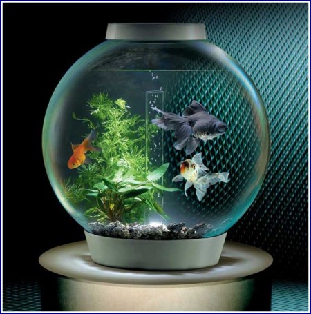 Picture Of Fish Tank