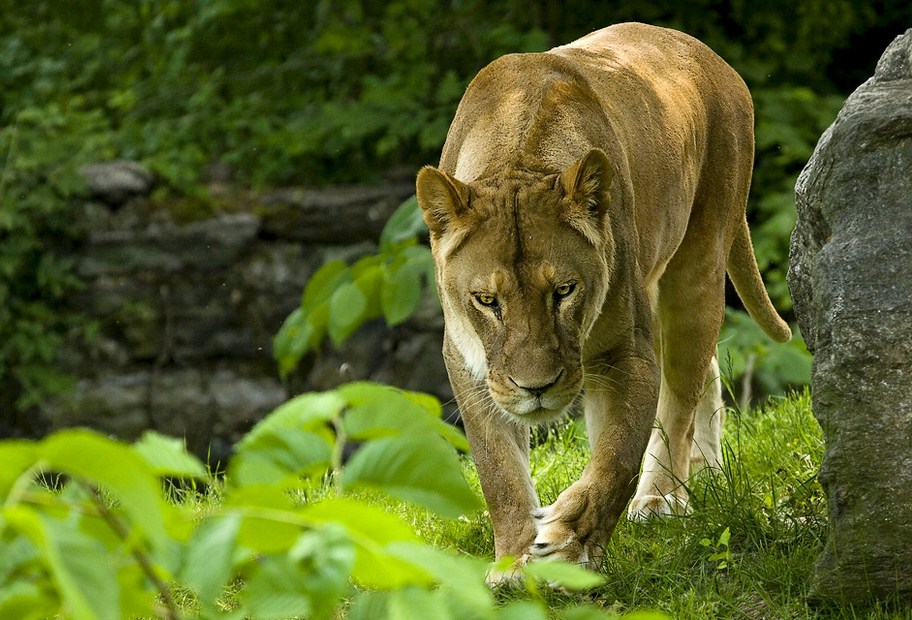 Picture Of Lioness