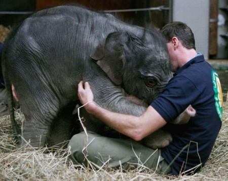 Pictures Of Elephants Hugging