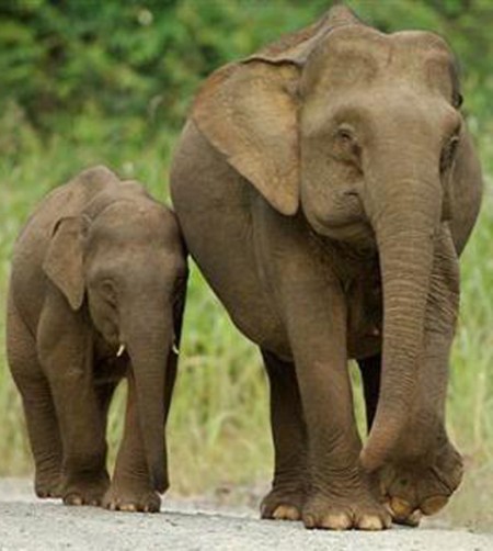 Pictures Of Elephants In India