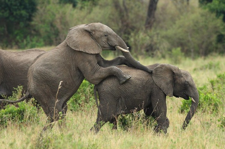 Pictures Of Elephants Mating
